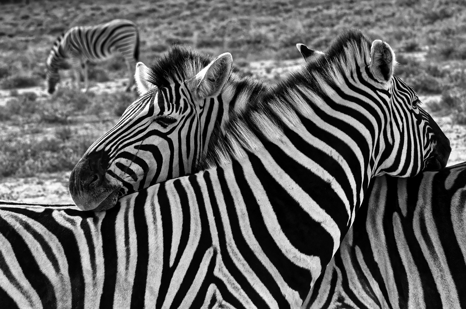 Valentinstag bei Zebras