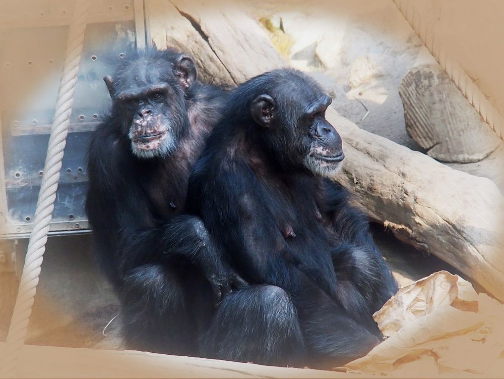 Valentinstag im Zoo