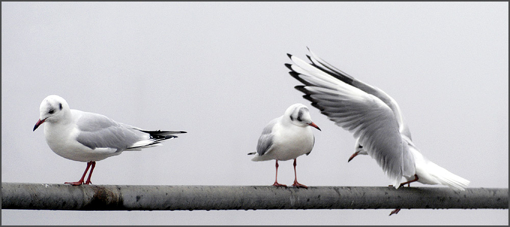 " valentinstag war gestern . . .