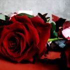 Valentinstagsrose