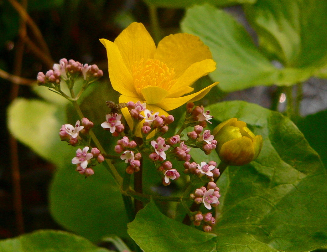 Valeriana dioica & Caltha palustris