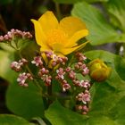 Valeriana dioica & Caltha palustris