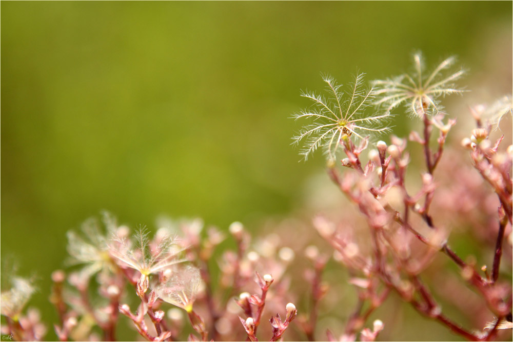 Valeriana officinalis