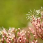 Valeriana officinalis