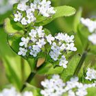 Valerianella locusta