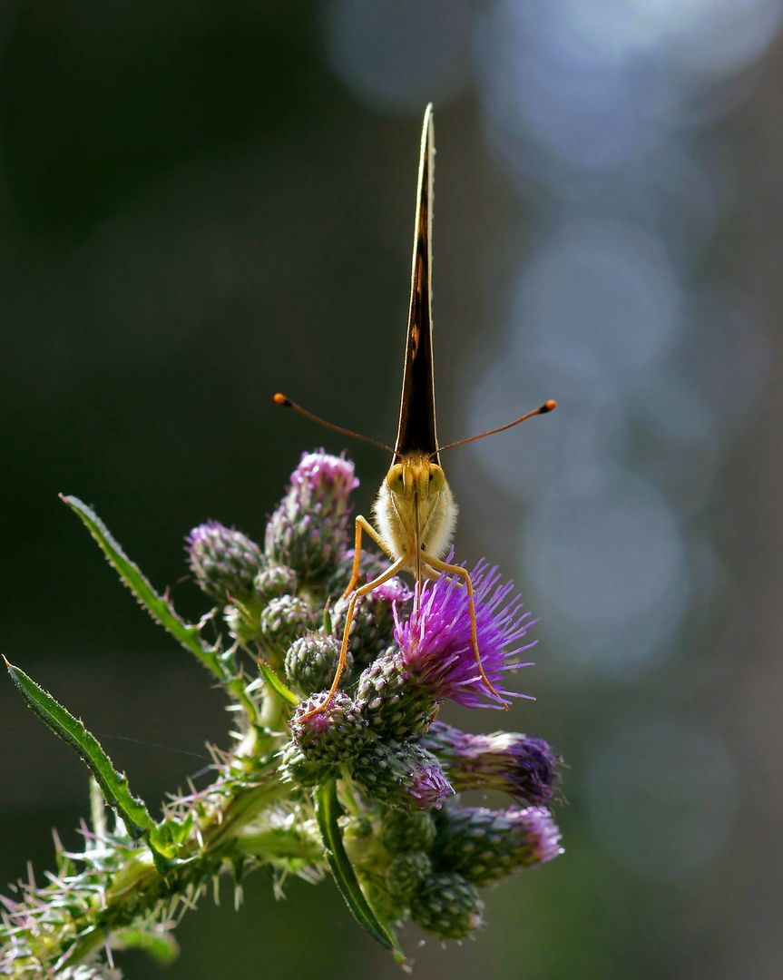 valesina, ein Star auf der Distelblüte