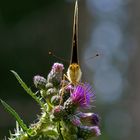 valesina, ein Star auf der Distelblüte