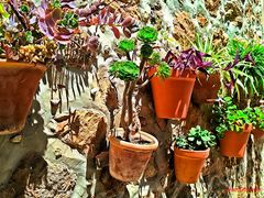Valldemossa _ Blumentöpfe