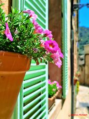 Valldemossa _ Blumentopf