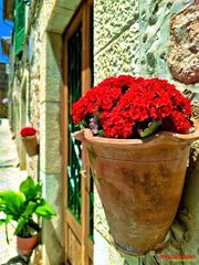 Valldemossa _ Kalanchoe