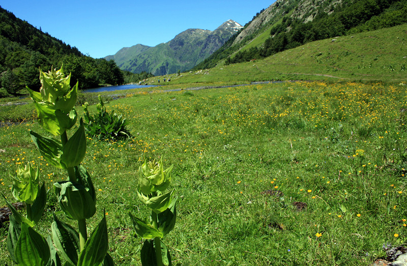 Valle Arán de ana del castillo 