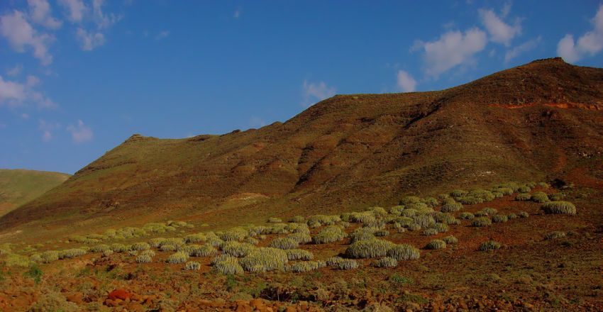 valle de cactus