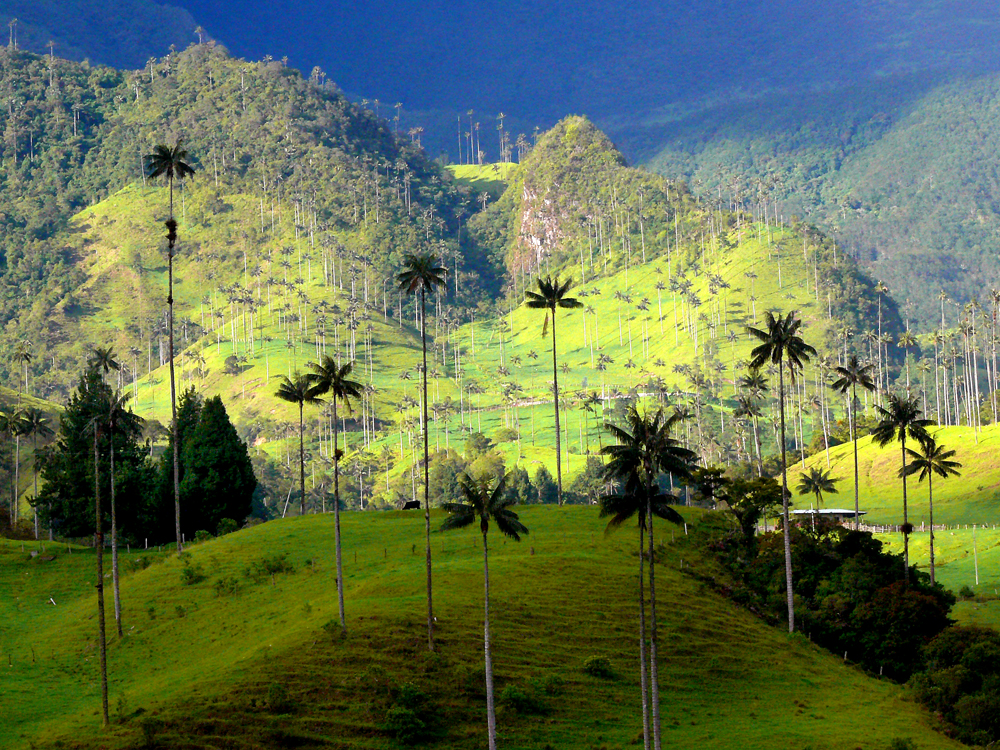 Valle de Cocora