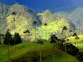 Valle de Cocora de Celio Arroyave 