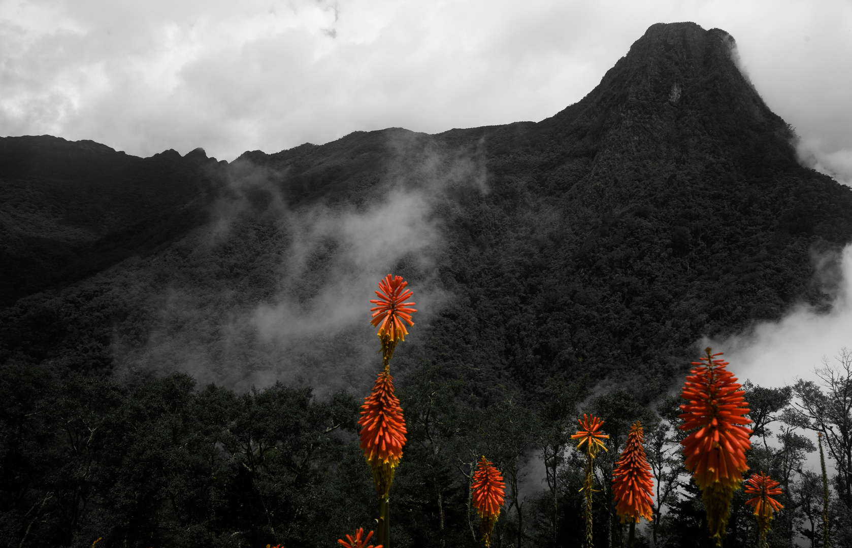 Valle de Cocora