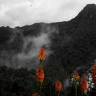 Valle de Cocora