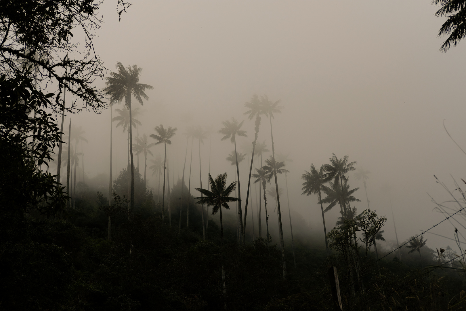 Valle de Cocora