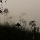 Valle de Cocora