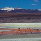 Valle de las Rocas, Laguna Colorado