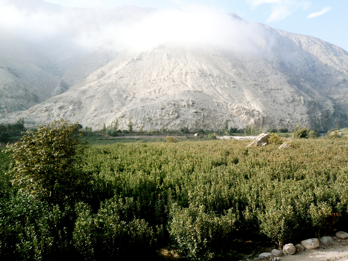 Valle de Mala, distrito de Calango, bosque de manzanales, de la famosa manzana "delicia".