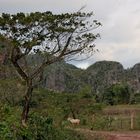 Valle de Viñales 2