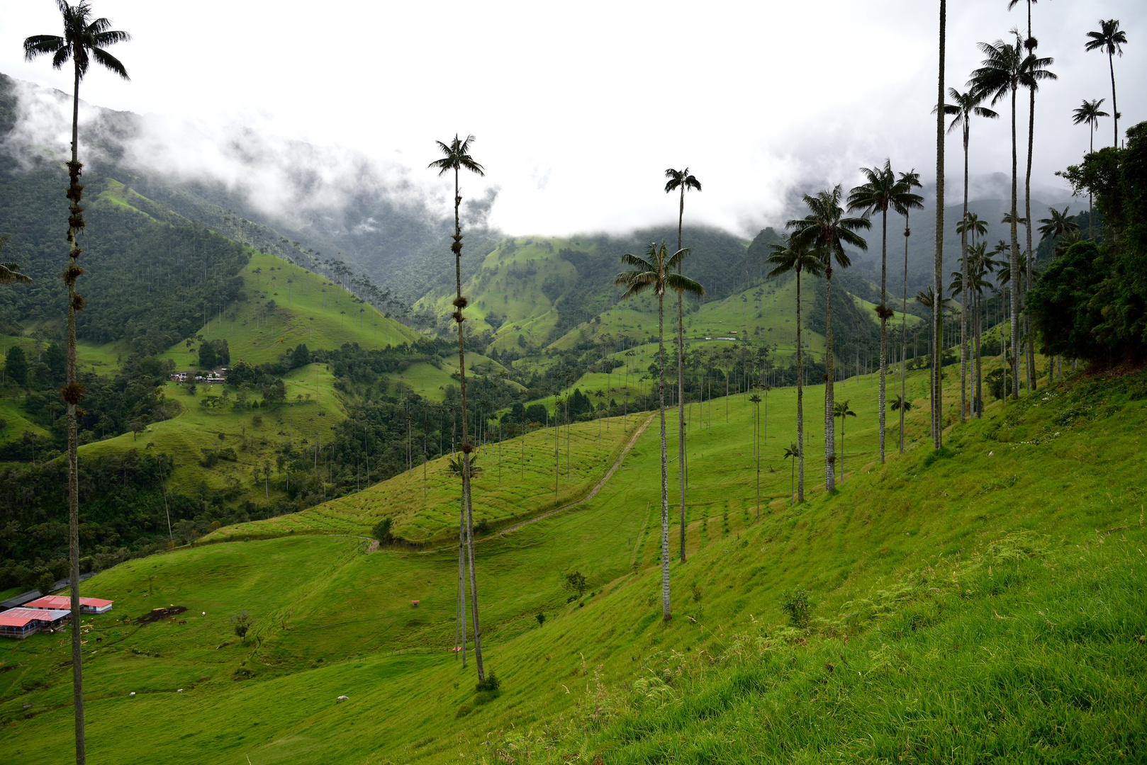 Valle del cocora en salento quindio Colombia