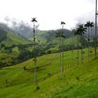 Valle del cocora en salento quindio Colombia