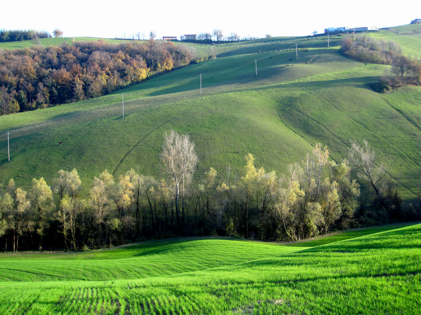 Valle delle ginestre