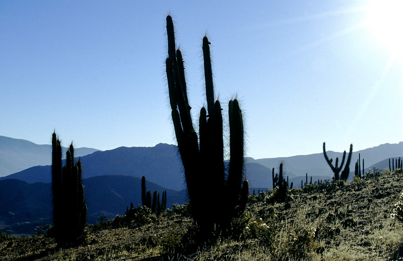 Valle Elqui, Chile