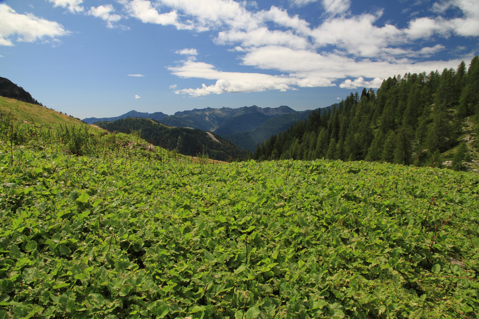 Valle Vigezzo vista Da Carlo Lorenzini