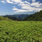 Valle Vigezzo vista Da Carlo Lorenzini