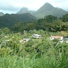 Vallée de Balata - Martinique - Stage Plongée 2007 Saint Pierre