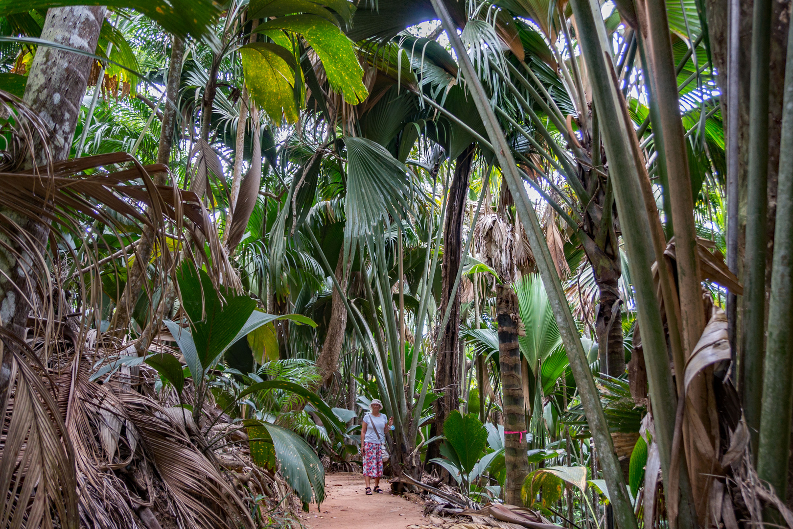 Vallee De Mai