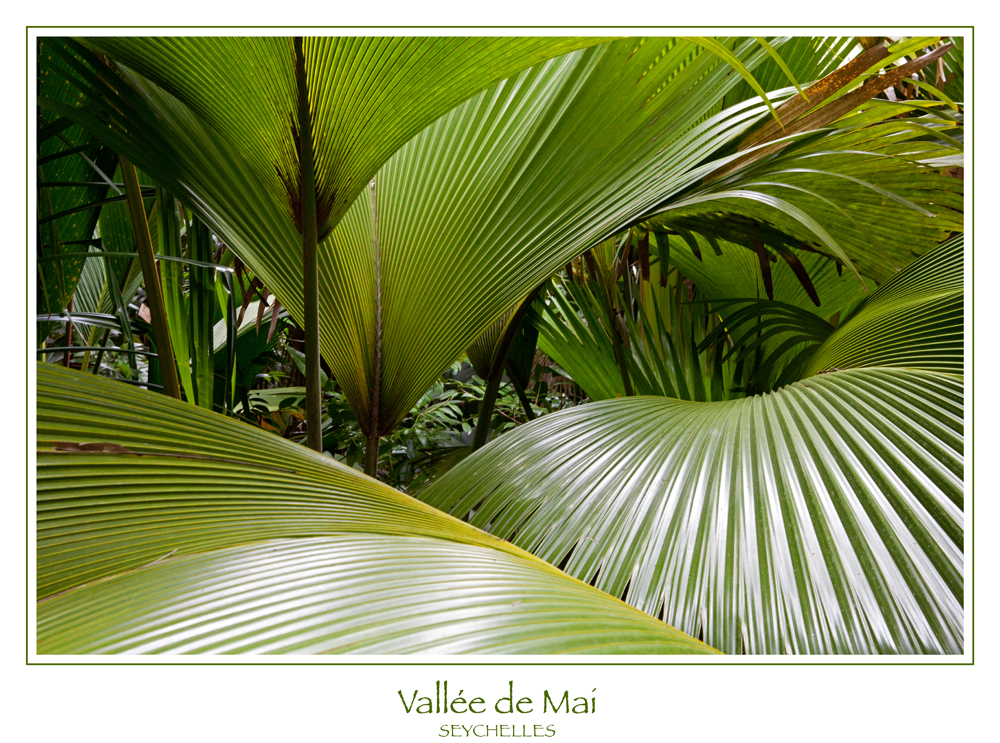 Vallée de Mai