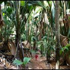 Vallee de Mai, Praslin Island, Seychelles