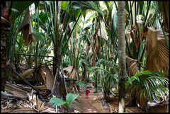 Vallee de Mai, Praslin Island, Seychelles