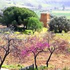 Vallée des Temples, Agrigente, Sicile