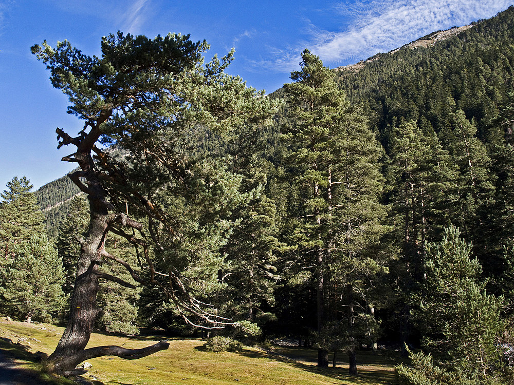 Vallée du Rioumajou (Hautes-Pyrénées) 12/2015