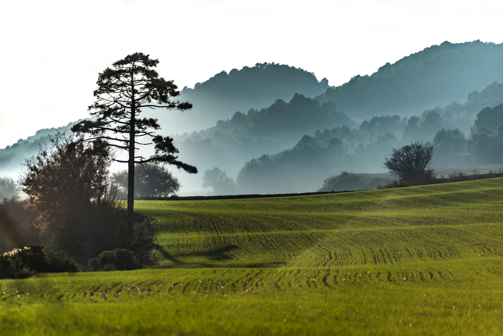 Vallespinosa fields