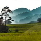 Vallespinosa fields