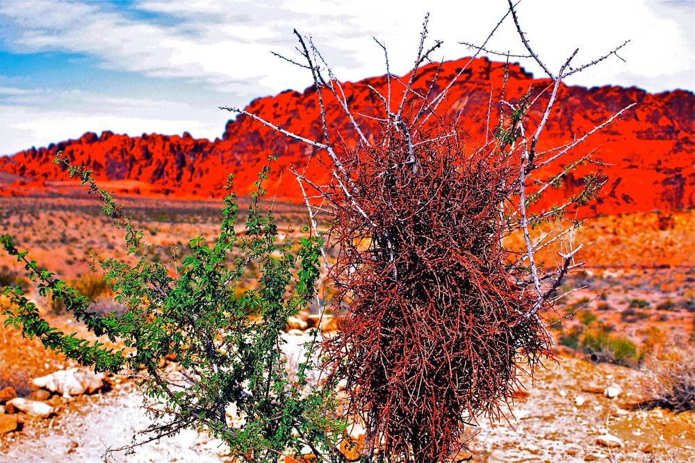 Valley of fire