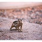 [valley of fire] - III ... the chipmunk