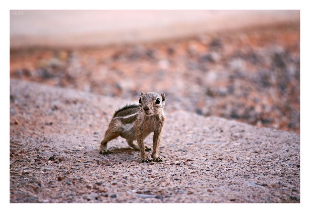 [valley of fire] - III ... the chipmunk