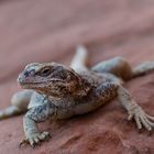 Valley of Fire - Lizard