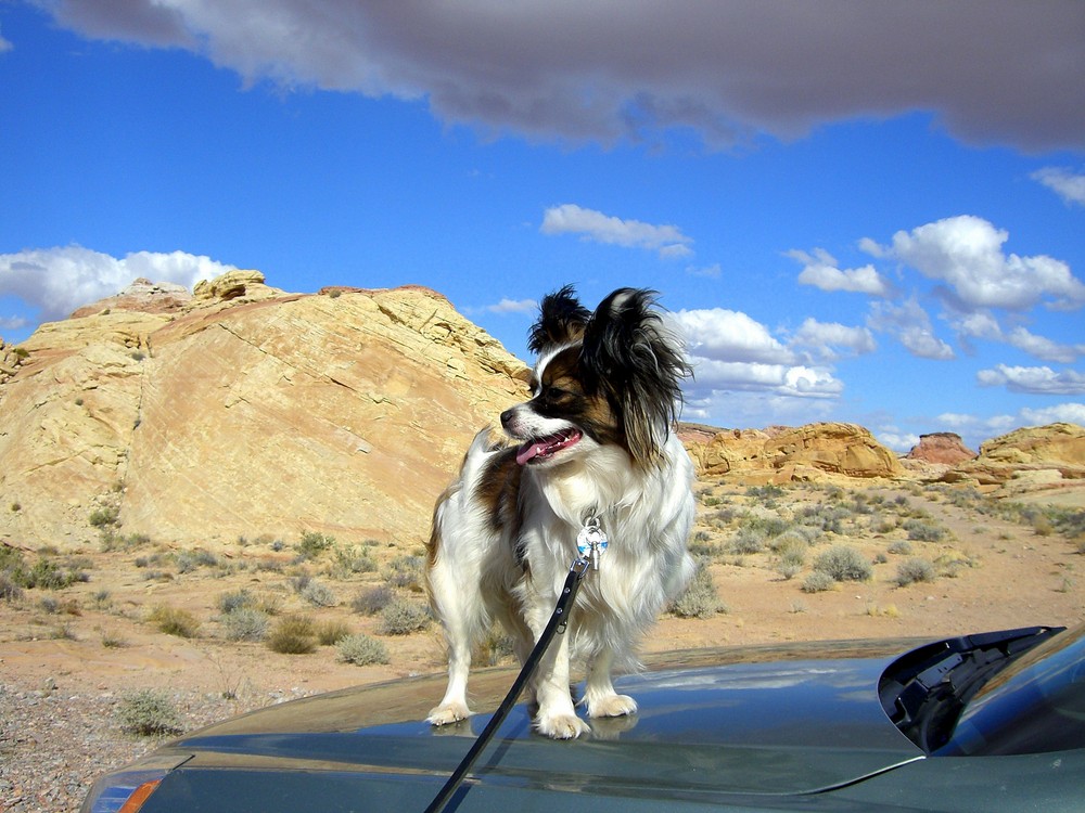 Valley of Fire, NEVADA