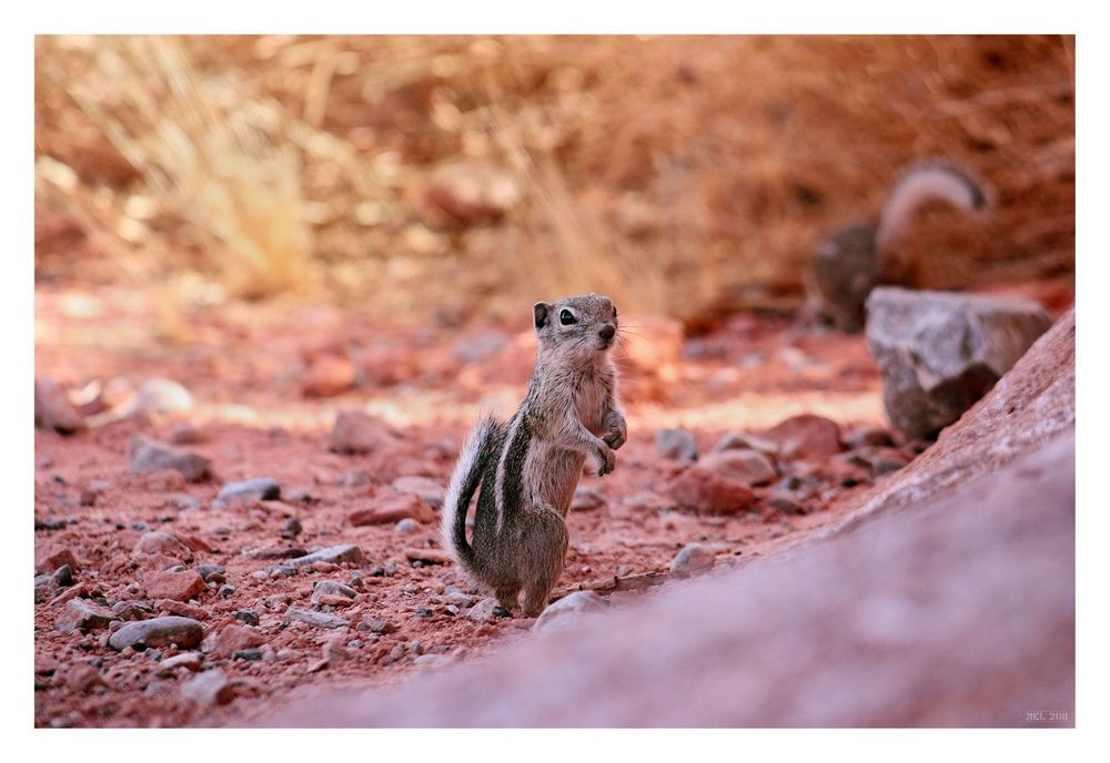 [valley of fire] - V ... the chipmunk again