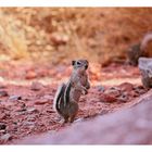 [valley of fire] - V ... the chipmunk again
