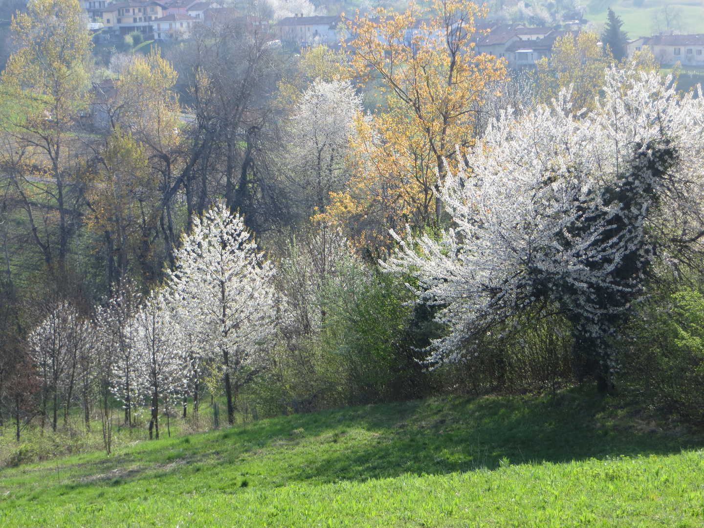 Valli Monregalesi (CN) Colori di primavera