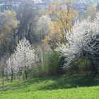 Valli Monregalesi (CN) Colori di primavera