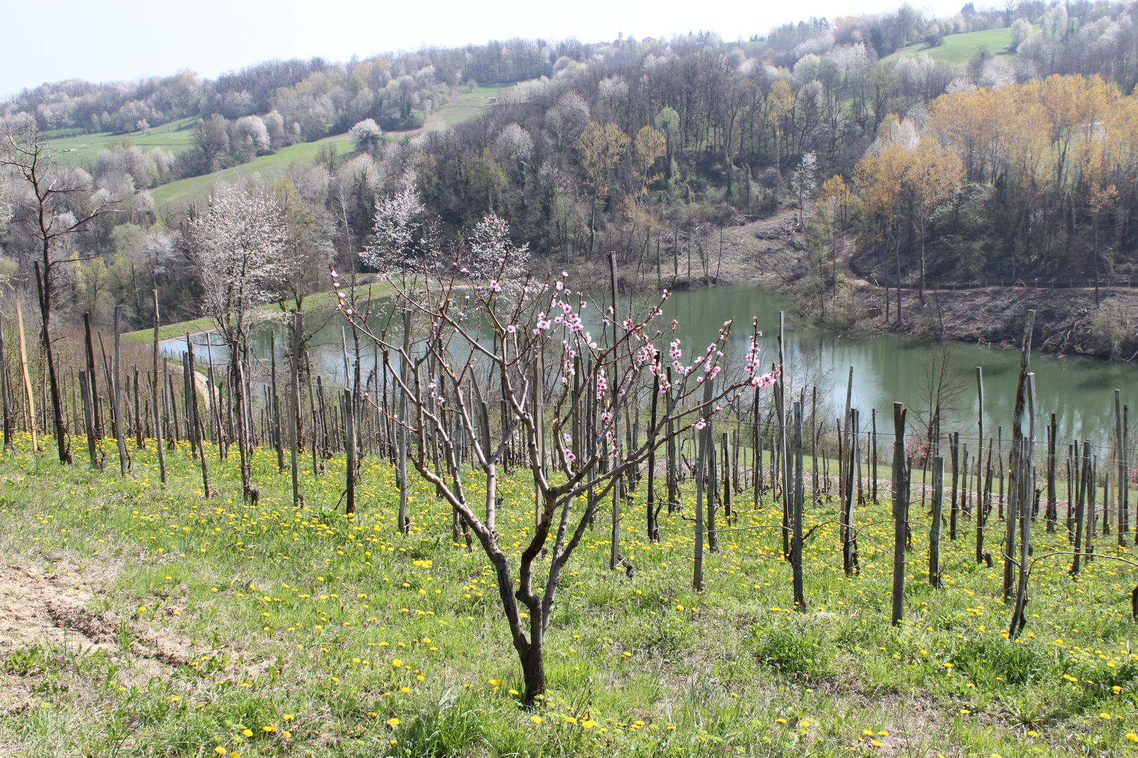 Valli Monregalesi (CN)  Primavera 